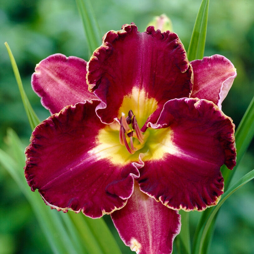 Daglilja-Hemerocallis David Kirchoff 1-pack